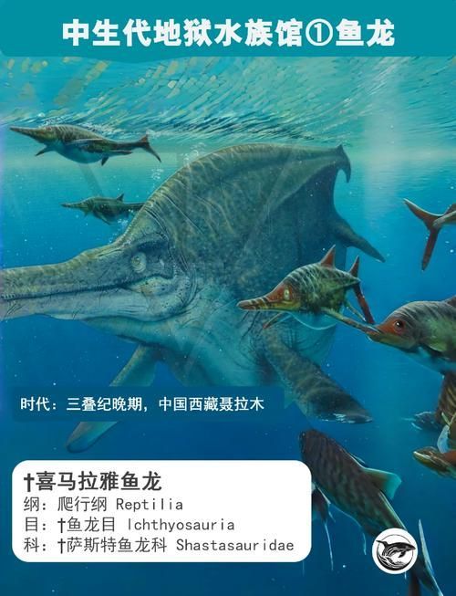 給我一些魚龍的真實圖片，給我一些魚龍的真實圖片展開，紅龍魚的價格受哪些因素影響 給我一些魚龍的真實圖片，給我一些魚龍的真實圖片展開，紅龍魚的價格受哪些因素影響 龍魚百科 第6張