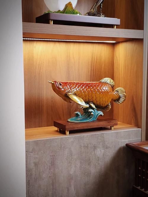 給我一些風(fēng)水龍魚的圖片，風(fēng)水魚之王——風(fēng)水龍魚 給我一些風(fēng)水龍魚的圖片，風(fēng)水魚之王——風(fēng)水龍魚 龍魚百科 第4張
