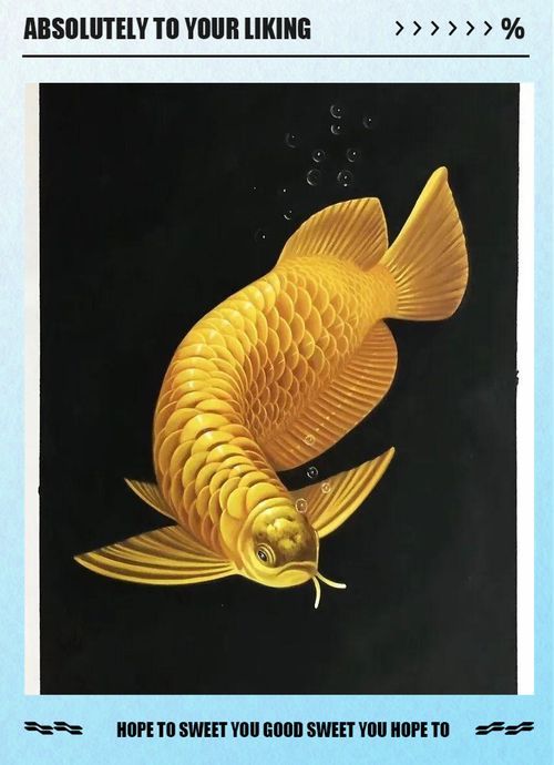 給我一些風(fēng)水龍魚的圖片，風(fēng)水魚之王——風(fēng)水龍魚 給我一些風(fēng)水龍魚的圖片，風(fēng)水魚之王——風(fēng)水龍魚 龍魚百科 第5張