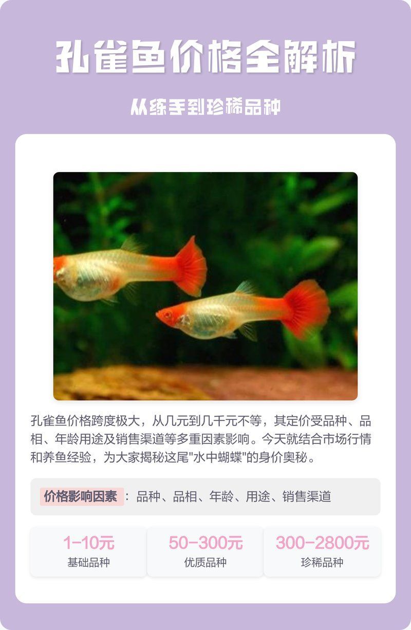 有哪些因素會影響觀賞魚的價格