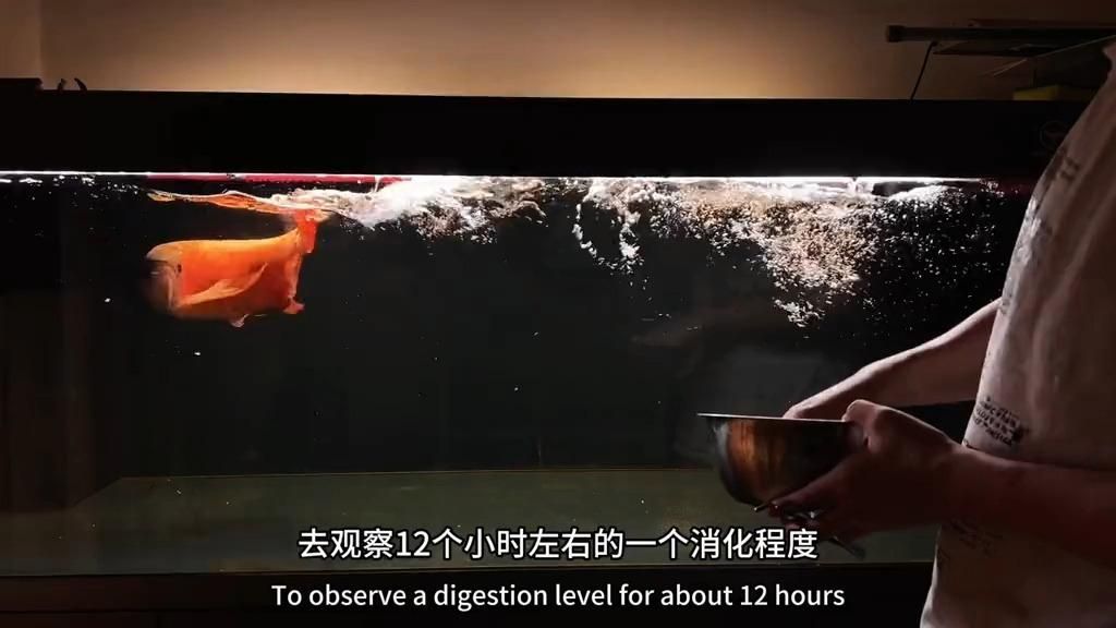 龍魚喂食后多久會消化？，龍魚喂食后多久會消化，龍魚喂食后多久可以再次喂食 龍魚喂食后多久會消化？，龍魚喂食后多久會消化，龍魚喂食后多久可以再次喂食 龍魚百科 第2張