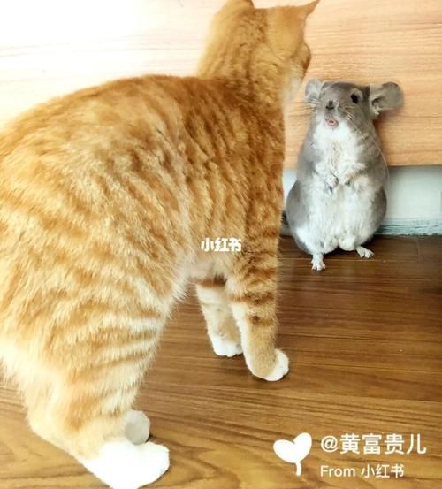 龍貓和貓的互動視頻示例 龍貓和貓的互動視頻示例 龍魚百科 第5張