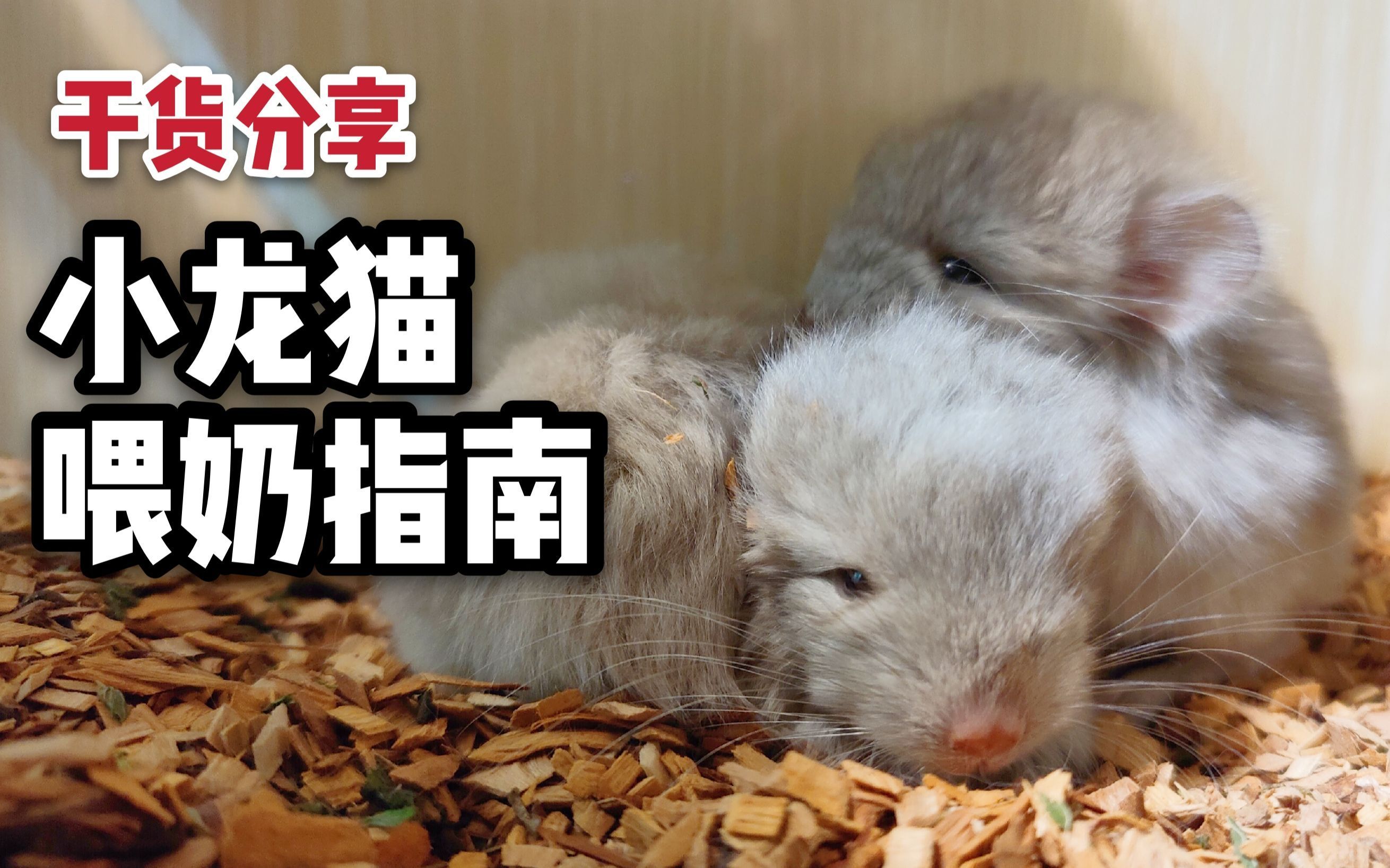龍貓幼崽出生后如何護(hù)理，龍貓寶寶護(hù)理全攻略 龍貓幼崽出生后如何護(hù)理，龍貓寶寶護(hù)理全攻略 龍魚(yú)百科 第3張