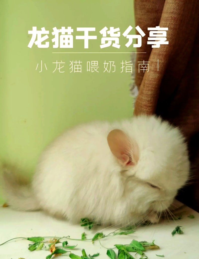 龍貓幼崽出生后如何護理，龍貓寶寶護理全攻略