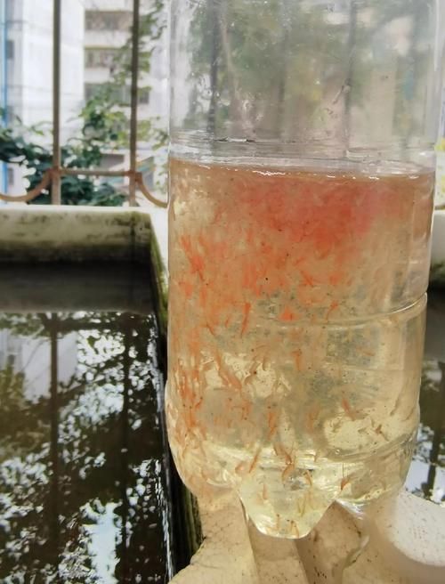 如何調整龍魚飼料以適應情況？，如何調整龍魚飼料以適應不同情況？ 如何調整龍魚飼料以適應情況？，如何調整龍魚飼料以適應不同情況？ 龍魚百科 第3張