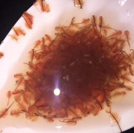 如何調整龍魚飼料以適應情況？，如何調整龍魚飼料以適應不同情況？ 如何調整龍魚飼料以適應情況？，如何調整龍魚飼料以適應不同情況？ 龍魚百科 第4張