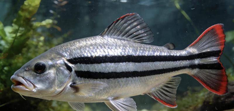 帝王三間魚的價格是多少？，帝王三間魚價格全解析，新手必看