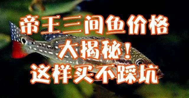 帝王三間魚的價格是多少？，帝王三間魚價格全解析，新手必看