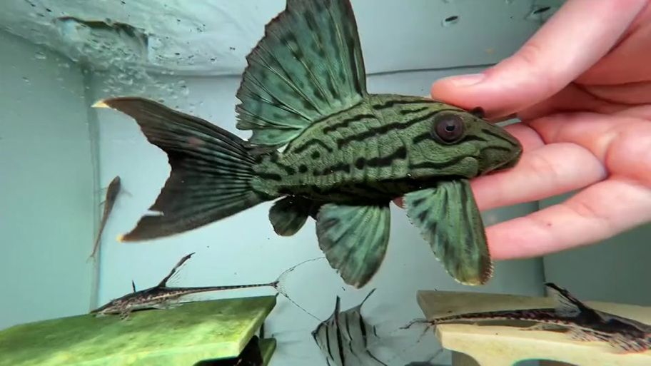 如何辨別綠皮皇冠豹魚的品相？，龍魚缸品牌十大排名榜有哪些綠皮皇冠豹品相評分表 如何辨別綠皮皇冠豹魚的品相？，龍魚缸品牌十大排名榜有哪些綠皮皇冠豹品相評分表 龍魚百科 第7張