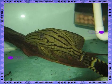 如何辨別綠皮皇冠豹魚的品相？，龍魚缸品牌十大排名榜有哪些綠皮皇冠豹品相評分表 如何辨別綠皮皇冠豹魚的品相？，龍魚缸品牌十大排名榜有哪些綠皮皇冠豹品相評分表 龍魚百科 第5張