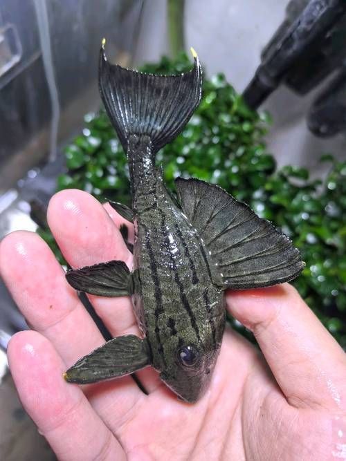 如何辨別綠皮皇冠豹魚的品相？，龍魚缸品牌十大排名榜有哪些綠皮皇冠豹品相評分表 如何辨別綠皮皇冠豹魚的品相？，龍魚缸品牌十大排名榜有哪些綠皮皇冠豹品相評分表 龍魚百科 第6張