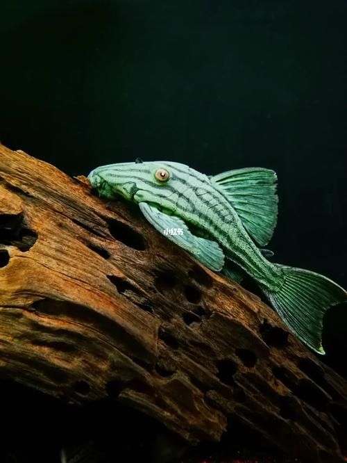 如何辨別綠皮皇冠豹魚的品相？，龍魚缸品牌十大排名榜有哪些綠皮皇冠豹品相評分表 如何辨別綠皮皇冠豹魚的品相？，龍魚缸品牌十大排名榜有哪些綠皮皇冠豹品相評分表 龍魚百科 第2張