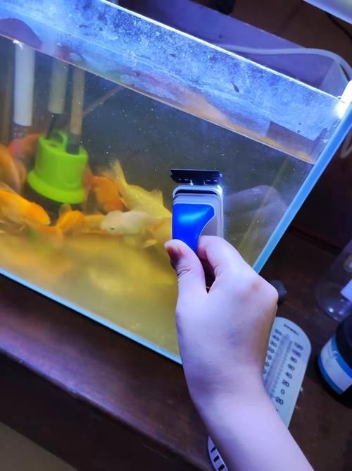 如何科學清洗魚缸，科學清洗魚缸的方法 如何科學清洗魚缸，科學清洗魚缸的方法 龍魚百科 第5張