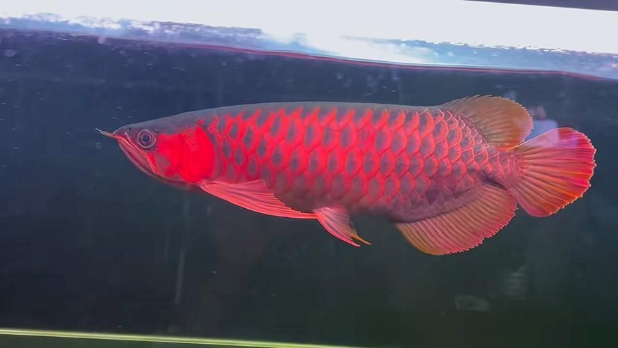 瑰寶龍和血紅龍哪個更稀有，瑰寶龍和血紅龍哪個更稀有瑰寶龍和瑰寶龍哪個更耐養(yǎng)