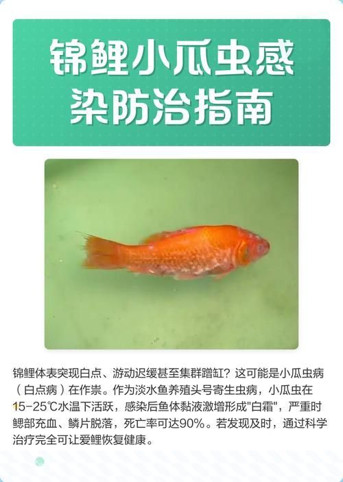 如何判斷觀賞魚是否感染了寄生蟲?,如何判斷觀賞魚是否感染了寄生蟲 龍魚百科 第3張 如何判斷觀賞魚是否感染了寄生蟲?,如何判斷觀賞魚是否感染了寄生蟲 如何判斷觀賞魚是否感染了寄生蟲?,如何判斷觀賞魚是否感染了寄生蟲 龍魚百科 第3張