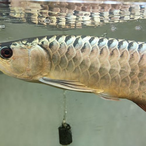 給我推薦一些大田龍魚的品種，亞洲龍魚品種詳解 給我推薦一些大田龍魚的品種，亞洲龍魚品種詳解 龍魚百科 第11張