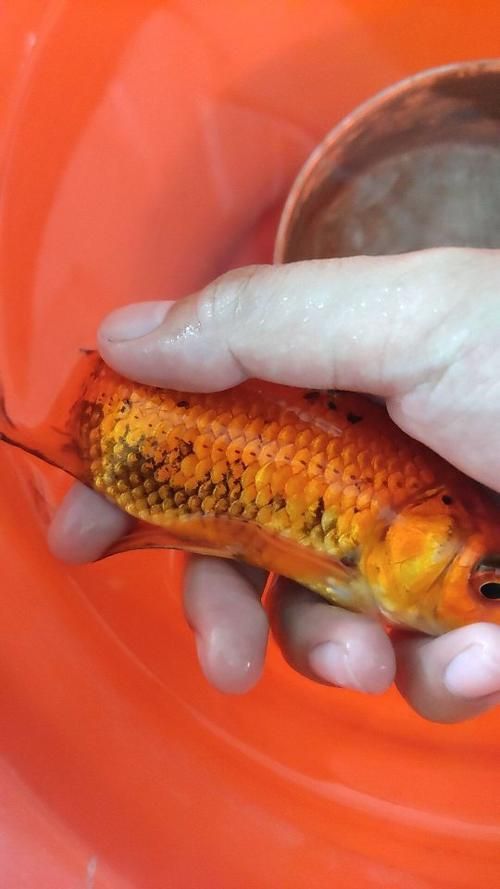 紅色魚類養(yǎng)殖中常見疾病有哪些,紅色魚類養(yǎng)殖中常見疾病 龍魚百科 第6張 紅色魚類養(yǎng)殖中常見疾病有哪些,紅色魚類養(yǎng)殖中常見疾病 紅色魚類養(yǎng)殖中常見疾病有哪些,紅色魚類養(yǎng)殖中常見疾病 龍魚百科 第6張