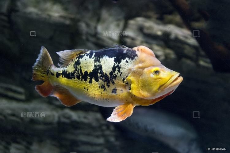 如何辨別真假帝王三間魚？，如何辨別真假“帝王三間魚” 如何辨別真假帝王三間魚？，如何辨別真假“帝王三間魚” 龍魚百科 第2張