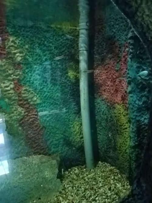 如何辨別真假帝王三間魚？，如何辨別真假“帝王三間魚” 如何辨別真假帝王三間魚？，如何辨別真假“帝王三間魚” 龍魚百科 第5張