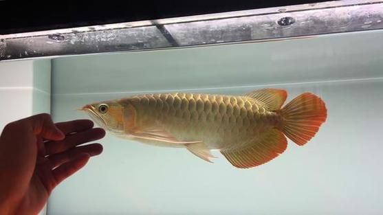 哪種龍魚最適合收藏和投資？，新加坡魚展高價值龍魚品種投資指南，高價值龍魚品種投資指南