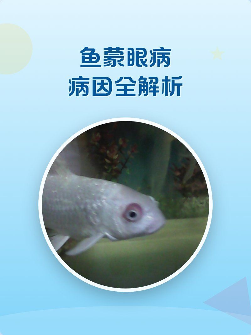 如何判斷魚是否患有蒙眼病，如何判斷魚患有蒙眼病