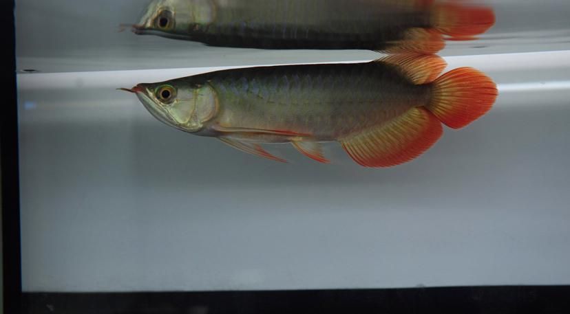 給我一些紅龍魚BTL的圖片，《魔獸世界》中，藍龍薩菲隆的技能是什么？ 給我一些紅龍魚BTL的圖片，《魔獸世界》中，藍龍薩菲隆的技能是什么？ 龍魚百科 第5張