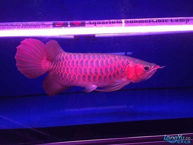 給我一些紅龍魚BTL的圖片，《魔獸世界》中，藍龍薩菲隆的技能是什么？ 給我一些紅龍魚BTL的圖片，《魔獸世界》中，藍龍薩菲隆的技能是什么？ 龍魚百科 第7張