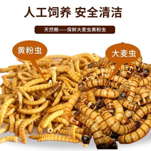 有哪些品牌龍魚魚糧性價比高？，性價比高的龍魚魚糧品牌的龍魚魚糧性價比高的品牌