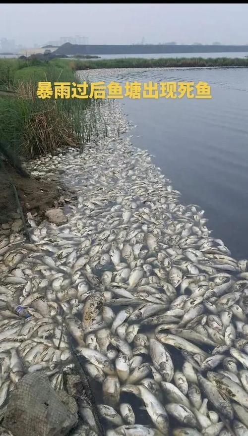 如何科學處理死魚，mcp工具調用arxiv論文助手mcp工具調用arxiv論文