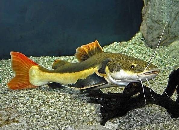 如何預(yù)防招財(cái)貓魚(yú)疾病，phractocephalushemiliopterus招財(cái)貓魚(yú) 如何預(yù)防招財(cái)貓魚(yú)疾病，phractocephalushemiliopterus招財(cái)貓魚(yú) 龍魚(yú)百科 第4張