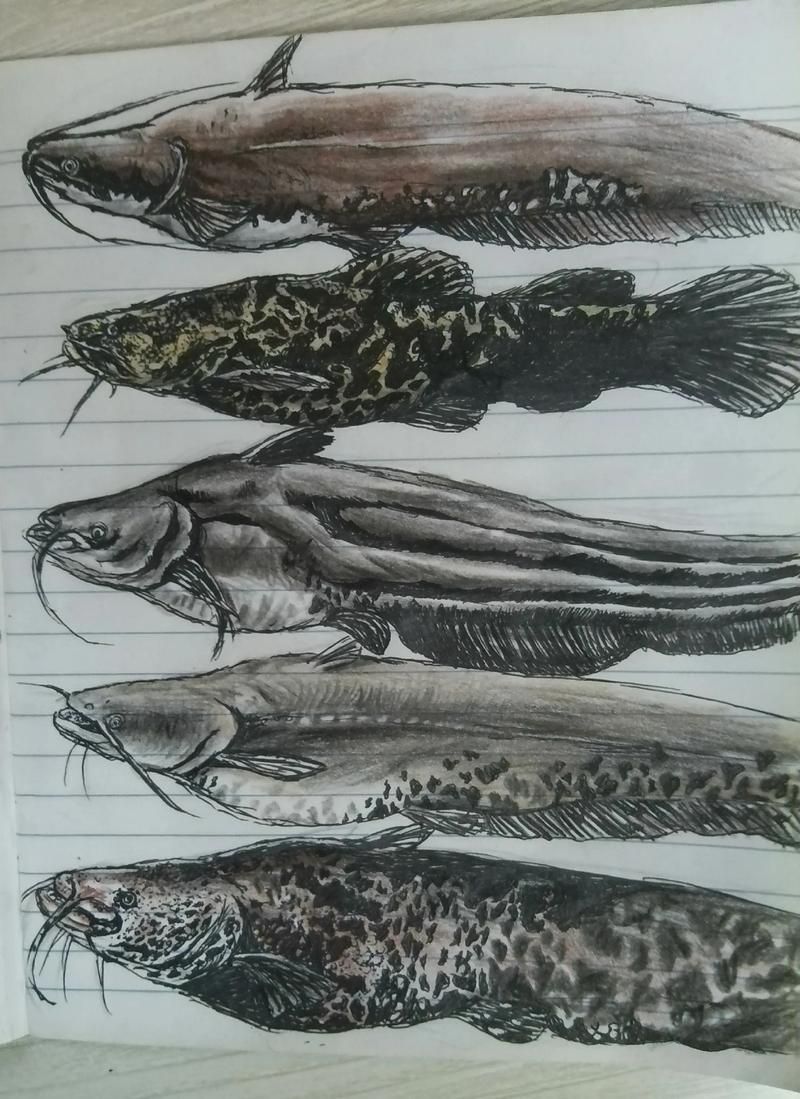 如何預(yù)防招財(cái)貓魚(yú)疾病，phractocephalushemiliopterus招財(cái)貓魚(yú) 如何預(yù)防招財(cái)貓魚(yú)疾病，phractocephalushemiliopterus招財(cái)貓魚(yú) 龍魚(yú)百科 第1張