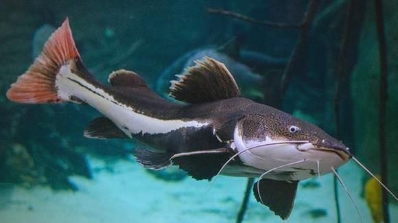 如何預(yù)防招財(cái)貓魚(yú)疾病，phractocephalushemiliopterus招財(cái)貓魚(yú) 如何預(yù)防招財(cái)貓魚(yú)疾病，phractocephalushemiliopterus招財(cái)貓魚(yú) 龍魚(yú)百科 第5張