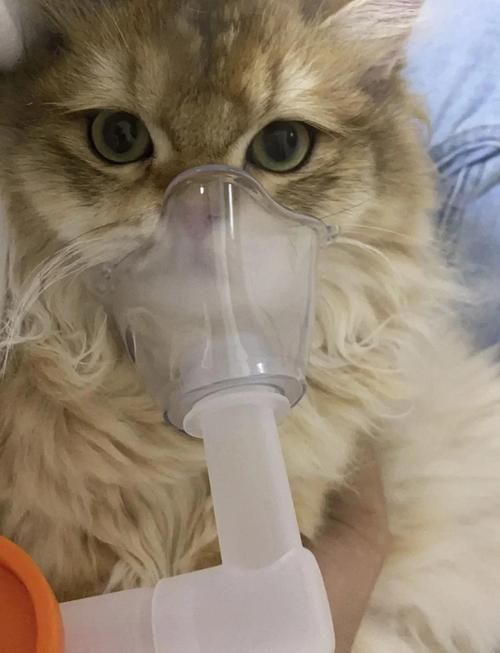 如何判斷動物是否適合鹽療，arxiv論文助手判斷動物是否適合鹽療，鹽療是否適合鹽療