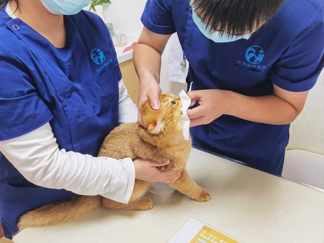 如何判斷動物是否適合鹽療，arxiv論文助手判斷動物是否適合鹽療，鹽療是否適合鹽療