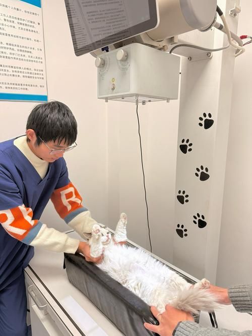 如何判斷動物是否適合鹽療，arxiv論文助手判斷動物是否適合鹽療，鹽療是否適合鹽療