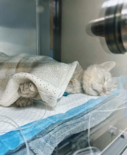 如何判斷動物是否適合鹽療，arxiv論文助手判斷動物是否適合鹽療，鹽療是否適合鹽療