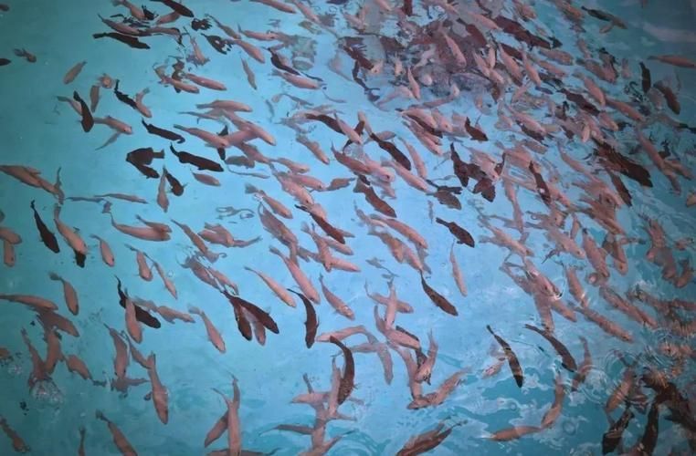 萬寧龍魚養殖有哪些成功案例，萬寧龍魚養殖成功案例