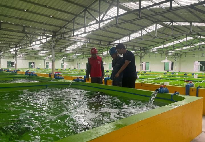 萬寧龍魚養殖有哪些成功案例，萬寧龍魚養殖成功案例