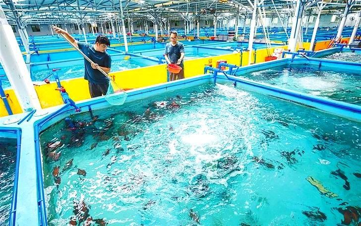 萬寧龍魚養殖有哪些成功案例，萬寧龍魚養殖成功案例
