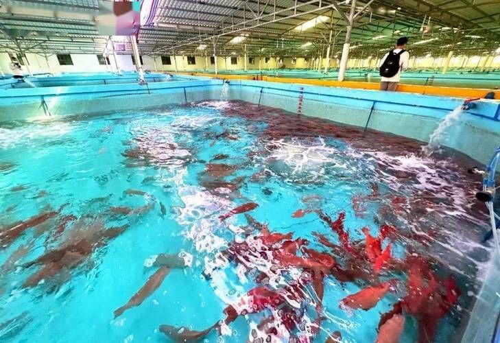 萬寧龍魚養殖有哪些成功案例，萬寧龍魚養殖成功案例