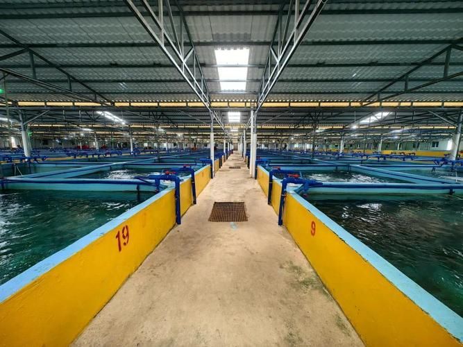 萬寧龍魚養殖有哪些成功案例，萬寧龍魚養殖成功案例