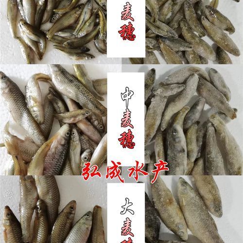 給我一些龍魚飼養(yǎng)的實(shí)用技巧，龍魚飼養(yǎng)實(shí)用技巧