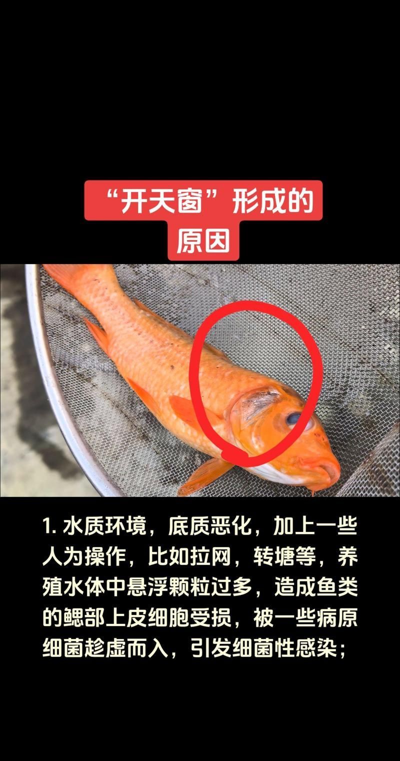 如何判斷金魚是否感染，如何判斷金魚感染 如何判斷金魚是否感染，如何判斷金魚感染 龍魚百科 第8張