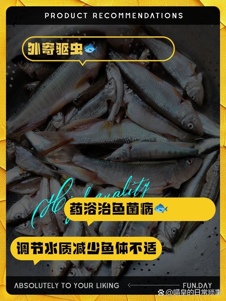 龍魚頻繁擺頭蹭缸怎么辦？，龍魚頻繁擺頭蹭缸怎么辦