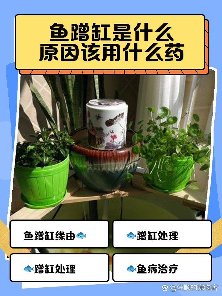 龍魚頻繁擺頭蹭缸怎么辦？，龍魚頻繁擺頭蹭缸怎么辦