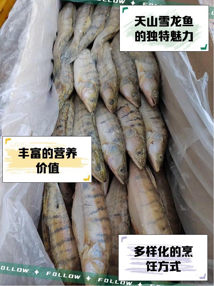 雪龍魚，天山雪龍魚的獨特美味一顆巧克力征服樂樂