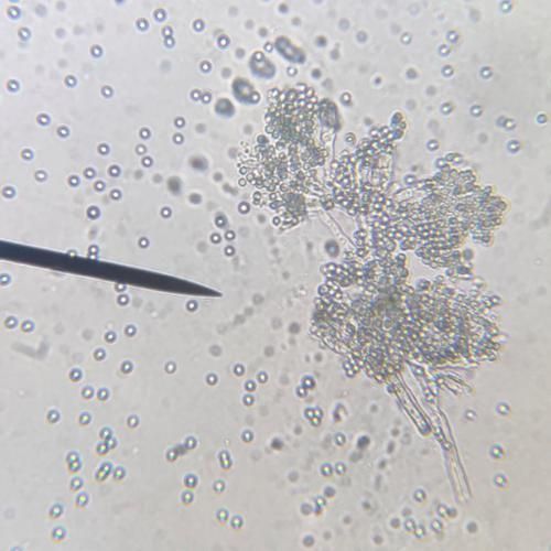 有哪些生物可以控制白色線(xiàn)蟲(chóng),arxiv論文助手(arxiv論文助手)arxiv論文助手 龍魚(yú)百科 第3張 有哪些生物可以控制白色線(xiàn)蟲(chóng),arxiv論文助手(arxiv論文助手)arxiv論文助手 有哪些生物可以控制白色線(xiàn)蟲(chóng),arxiv論文助手(arxiv論文助手)arxiv論文助手 龍魚(yú)百科 第3張