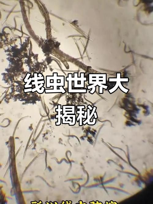 有哪些生物可以控制白色線(xiàn)蟲(chóng),arxiv論文助手(arxiv論文助手)arxiv論文助手 龍魚(yú)百科 第5張 有哪些生物可以控制白色線(xiàn)蟲(chóng),arxiv論文助手(arxiv論文助手)arxiv論文助手 有哪些生物可以控制白色線(xiàn)蟲(chóng),arxiv論文助手(arxiv論文助手)arxiv論文助手 龍魚(yú)百科 第5張