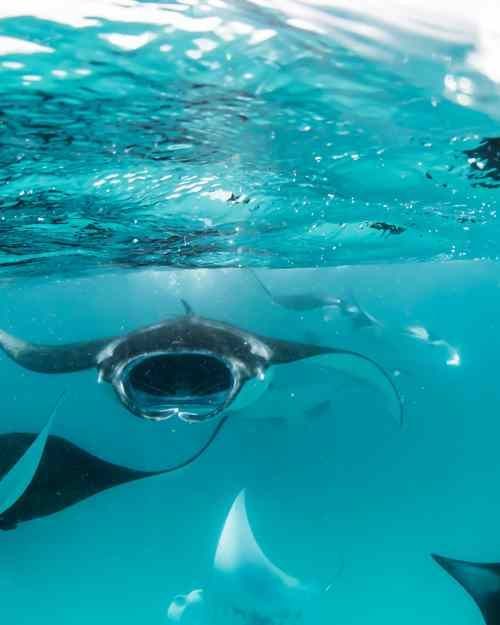 推薦一些龍魚攝影的獲獎作品，國際攝影賽事中的龍魚攝影作品