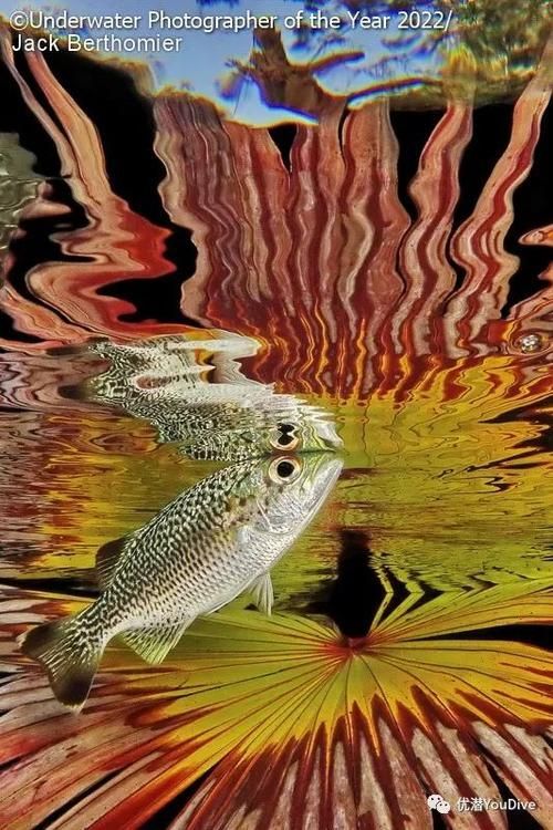 推薦一些龍魚攝影的獲獎作品，國際攝影賽事中的龍魚攝影作品